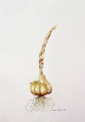 garlic (Alison Cooper) - Muzeo.com