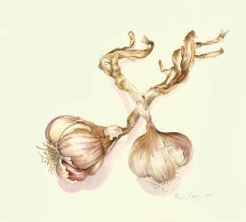 Garlic bulbs (Alison Cooper) - Muzeo.com