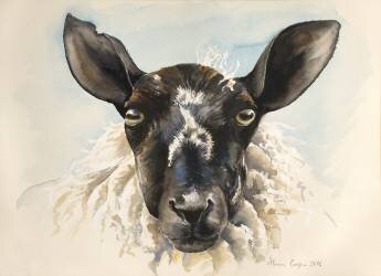 Hello Ewe (Alison Cooper) - Muzeo.com