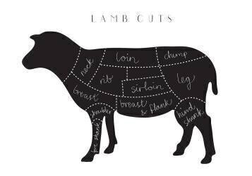 Lamb Cuts (1x Studio II) - Muzeo.com
