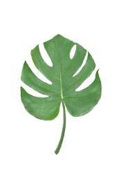 Monstera (1x Studio) - Muzeo.com