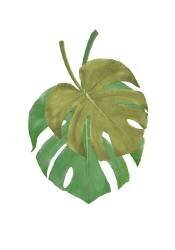 Monstera (1x Studio) - Muzeo.com