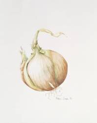 Onion Study (Alison Cooper) - Muzeo.com