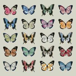 Papillon (Sarah Hough) - Muzeo.com