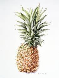 Pineapple (Alison Cooper) - Muzeo.com
