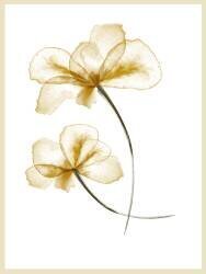 Pressed Flowers (1x Studio) - Muzeo.com