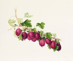 Purple Gooseberry (William Hooker) - Muzeo.com