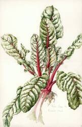 Rhubarb Chard (Alison Cooper) - Muzeo.com