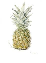 Ripe Pineapple (Alison Cooper) - Muzeo.com