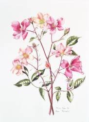 Rosa Mutabilis (Alison Cooper) - Muzeo.com