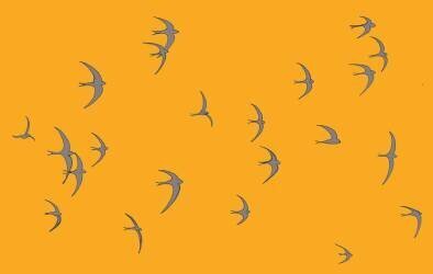 Swifts (Sarah Hough) - Muzeo.com