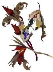 Winter-inspired flowers (Hiroyuki Izutsu) - Muzeo.com