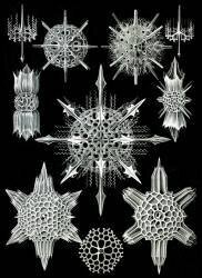 Acantharea, Radiolaria (Ernst Haeckel) - Muzeo.com