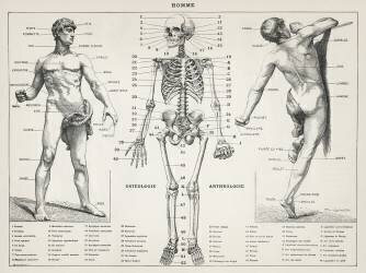 An antique illustration of the human body (Larousse) - Muzeo.com