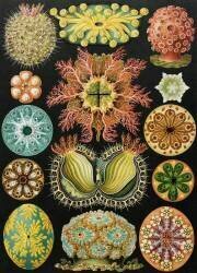 Ascidiae organisms (Ernst Haeckel) - Muzeo.com