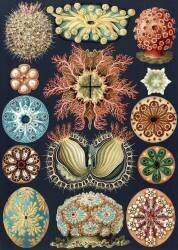 Ascidiae sea squirts (Ernst Haeckel) - Muzeo.com