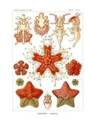 Asteridea (Ernst Haeckel) - Muzeo.com
