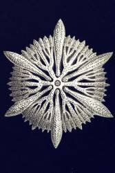 Astrocyathus paradoxus (Ernst Haeckel) - Muzeo.com