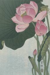 Blooming lotus flowers (Ohara Koson) - Muzeo.com