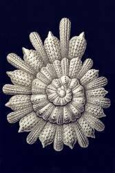 Calcarina clavigera (Ernst Haeckel) - Muzeo.com