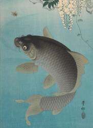 Carp Beneath Wisteria (Ohara Koson) - Muzeo.com