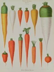 Carrots (Ernst Benary) - Muzeo.com