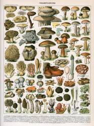 Champignons (anonymous) - Muzeo.com