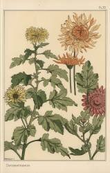 Chrysanthemum (Eugène Grasset) - Muzeo.com