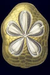 Clypeaster rosaceus (Ernst Haeckel) - Muzeo.com