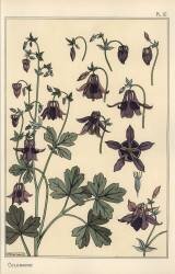 Columbine (Eugène Grasset) - Muzeo.com