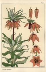Crown imperial (Eugène Grasset) - Muzeo.com