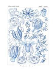 Ctenophorae (Ernst Haeckel) - Muzeo.com