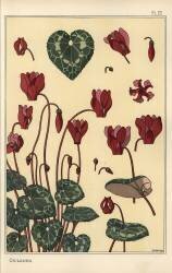 Cyclamen (Eugène Grasset) - Muzeo.com