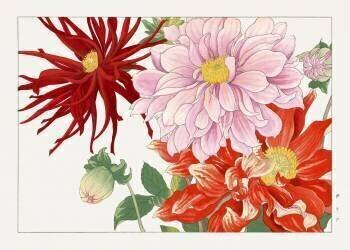 Dahlia flower (Tanigami Kônan) - Muzeo.com