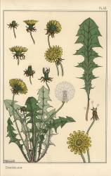 Dandelion (Eugène Grasset) - Muzeo.com