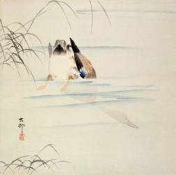 Duck Diving (Ohara Koson) - Muzeo.com