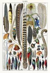 Feathers (Adolphe Millot) - Muzeo.com