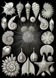 Foraminifera, Protists (Ernst Haeckel) - Muzeo.com