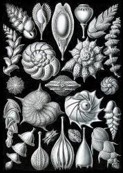 Foraminifera, Protists (Ernst Haeckel) - Muzeo.com