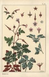 Geranium (Eugène Grasset) - Muzeo.com