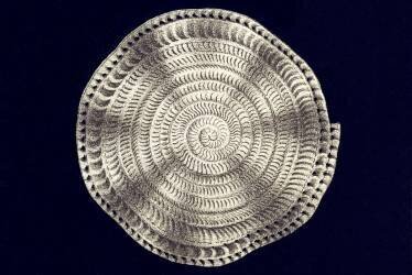 Globigerina bulloides (Ernst Haeckel) - Muzeo.com