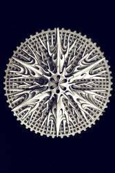 Leptopenus discus (Ernst Haeckel) - Muzeo.com