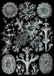 Lichens (Ernst Haeckel) - Muzeo.com