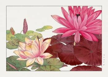 Nymphaea lotus (Tanigami Kônan) - Muzeo.com