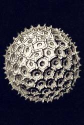 Orbulina universa (Ernst Haeckel) - Muzeo.com