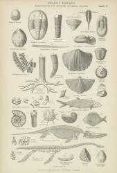 Organic remains (anonymous) - Muzeo.com