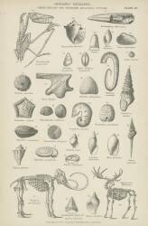 Organic remains (anonymous) - Muzeo.com