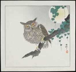 Owl (Ohara Koson) - Muzeo.com