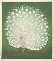 Peacock (Ohara Koson) - Muzeo.com