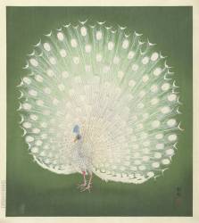 Peacock (Ohara Koson) - Muzeo.com